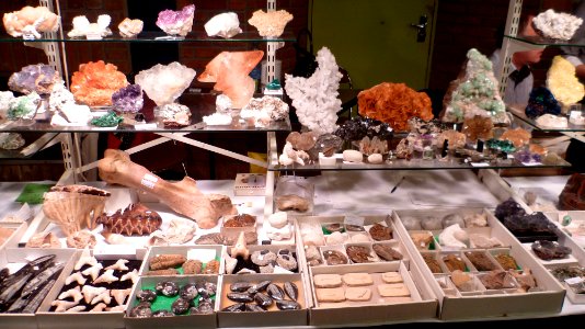 Fossilium 2012 23