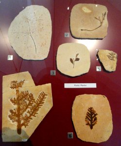 Fossil plants - Royal Ontario Museum - DSC00016