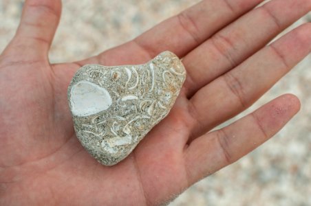 Fossil in La Guardia beach