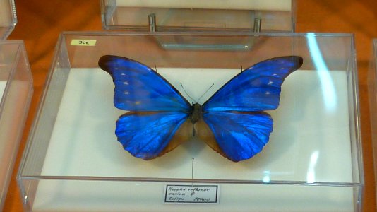 Fossilium 2012 39