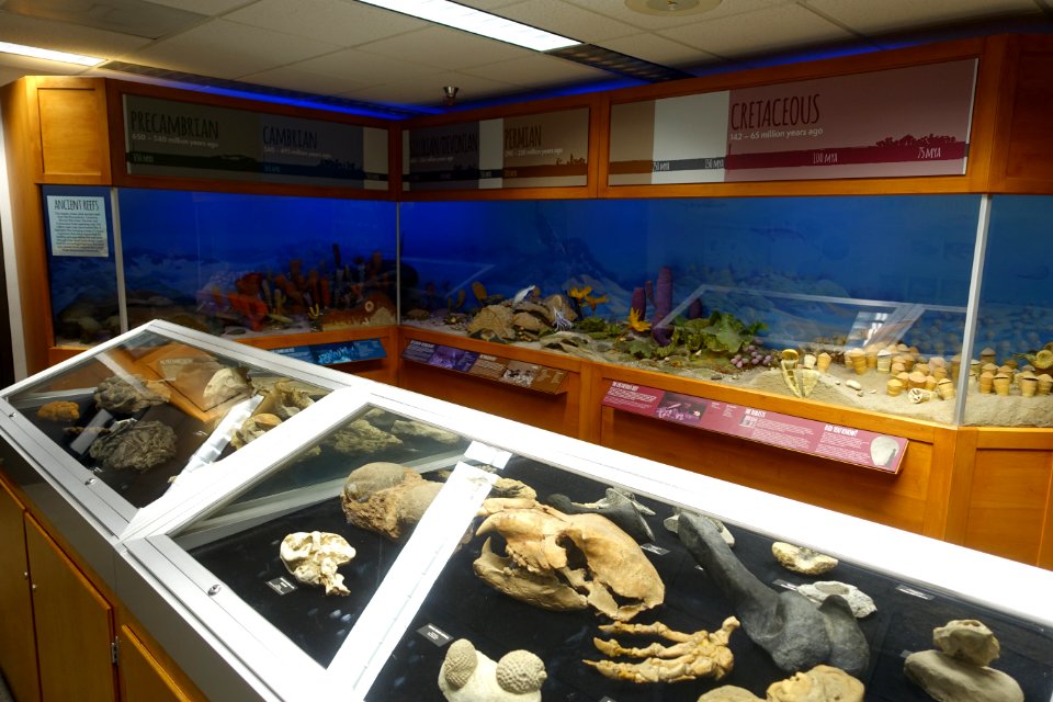 Fossils - University of Arizona Mineral Museum - University of Arizona - Tucson, AZ - DSC08564