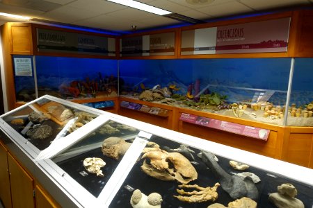 Fossils - University of Arizona Mineral Museum - University of Arizona - Tucson, AZ - DSC08564 photo