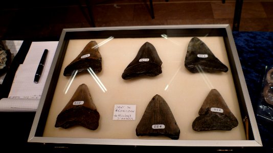 Fossilium 2012 49
