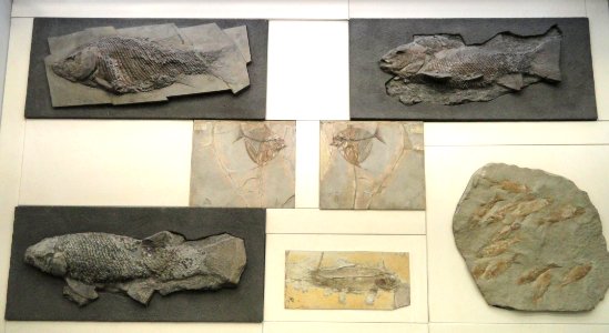 Fossil exhibit - Naturmuseum Senckenberg - DSC02208