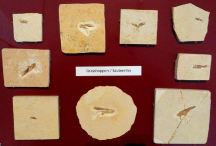 Fossil grasshoppers - Royal Ontario Museum - DSC00013