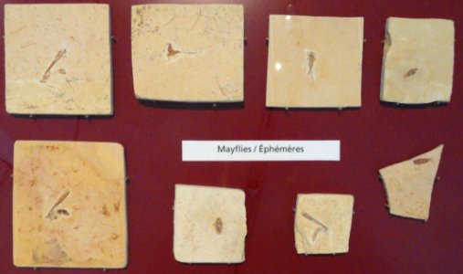 Fossil mayflies - Royal Ontario Museum - DSC00010