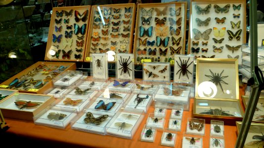 Fossilium 2012 44