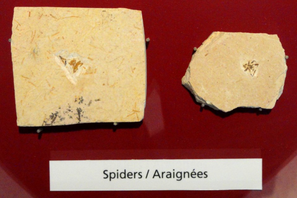 Fossil spiders - Royal Ontario Museum - DSC00015