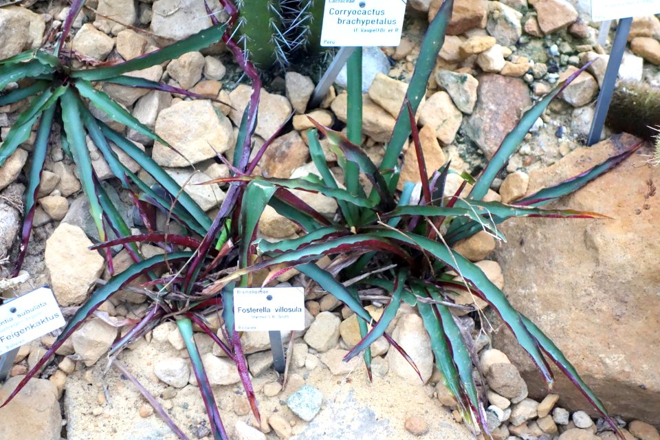 Fosterella villosula - Botanischer Garten, Dresden, Germany - DSC08902