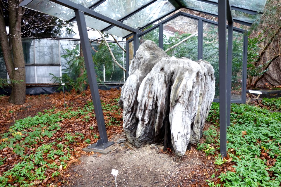Fossil tree - Botanischer Garten, Dresden, Germany - DSC08468