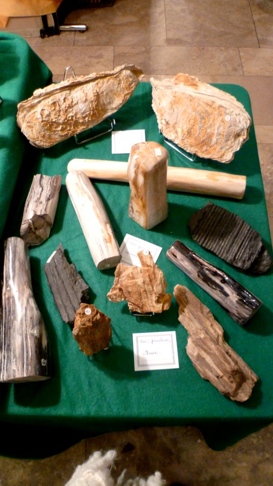 Fossilium 2012 26