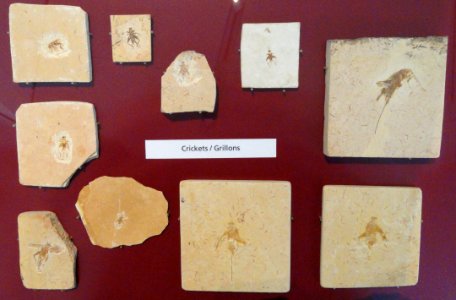 Fossil crickets - Royal Ontario Museum - DSC00009