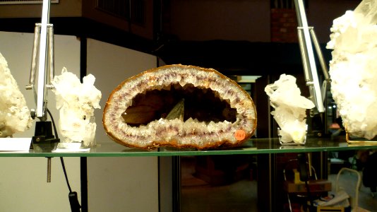 Fossilium 2012 31