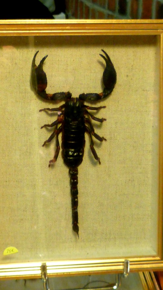 Fossilium 2012 48