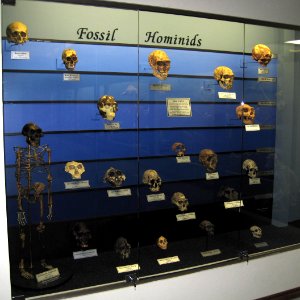 Fossil hominids photo