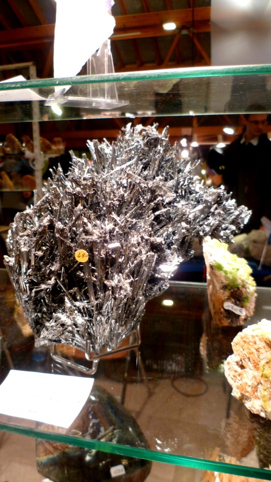 Fossilium 2012 36