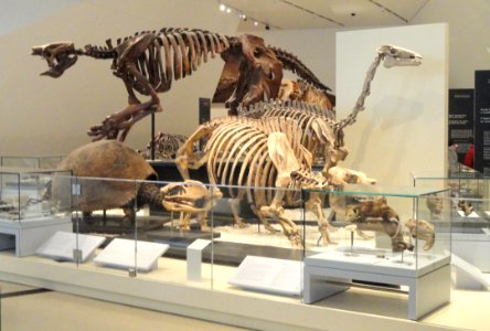 Fossil exhibit - Royal Ontario Museum - DSC00124