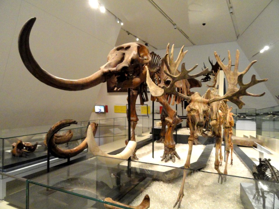 Fossil exhibit - Royal Ontario Museum - DSC00137