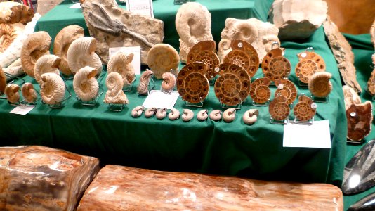 Fossilium 2012 24