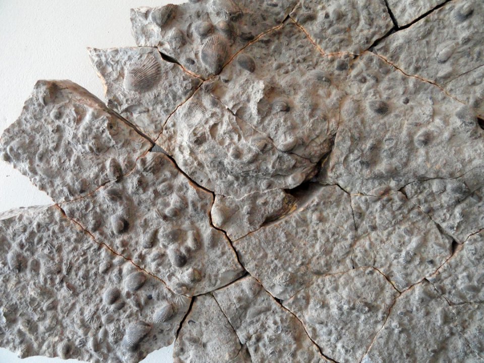 Fossil sea floor from Rottershausen - Mineralogisches Museum der Universität Würzburg - DSC02882