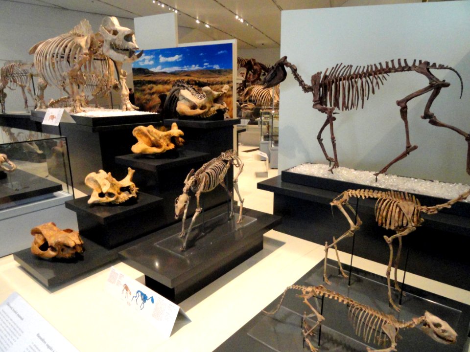 Fossil display - Royal Ontario Museum - DSC00091