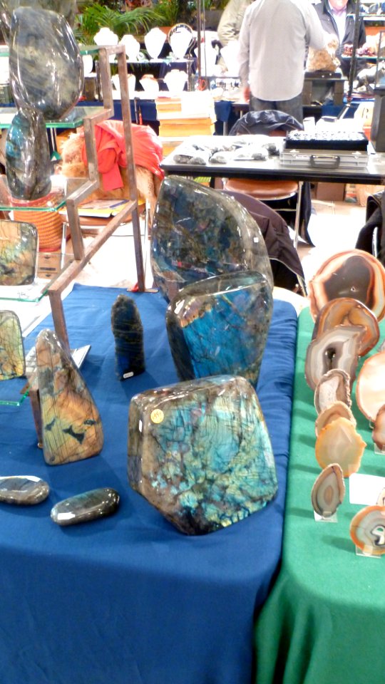 Fossilium 2012 27