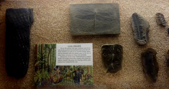 Fossils - Fairbanks Museum and Planetarium - DSC04247