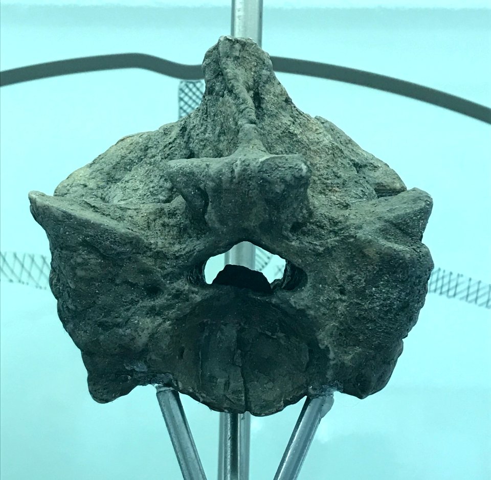 Fossilized Titanoboa Vertebrea