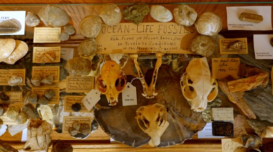 Fossils, skulls, and miscellany - Mount Angel Abbey Museum - Mount Angel Abbey - Mount Angel, Oregon - DSC00017