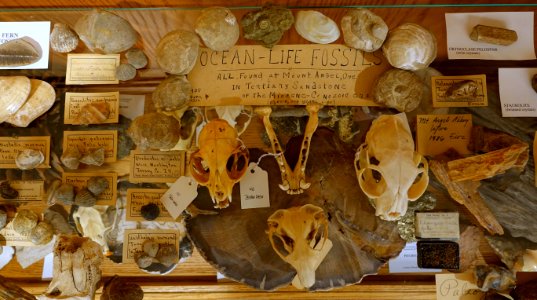 Fossils, skulls, and miscellany - Mount Angel Abbey Museum - Mount Angel Abbey - Mount Angel, Oregon - DSC00017 photo