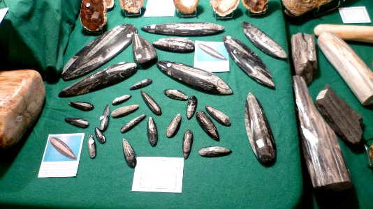 Fossilium 2012 25