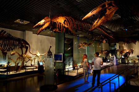 Fossil gallery - National Museum of Nature and Science, Tokyo - DSC07775