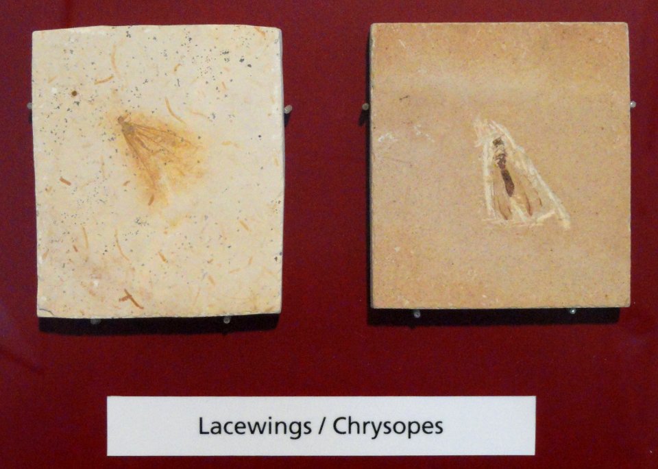 Fossil lacewings - Royal Ontario Museum - DSC00019