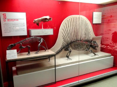 Fossil display - Osaka Museum of Natural History - DSC07803