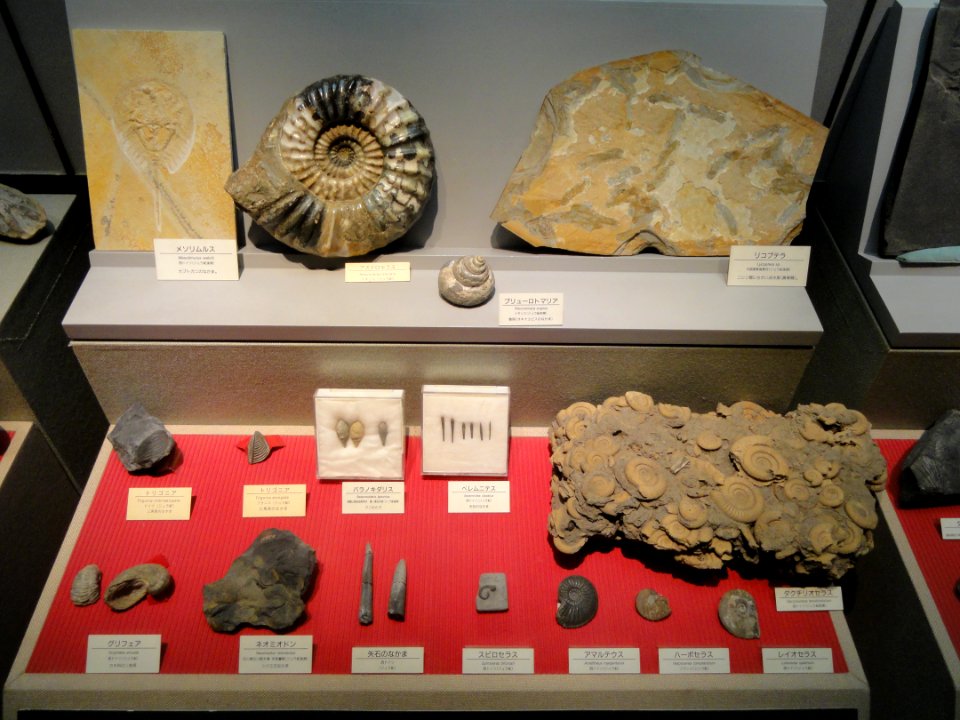 Fossil display - Osaka Museum of Natural History - DSC07806