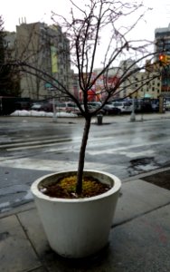 Fort Greene Brooklyn NY assorted photos 13 -- a tree grows in you know where