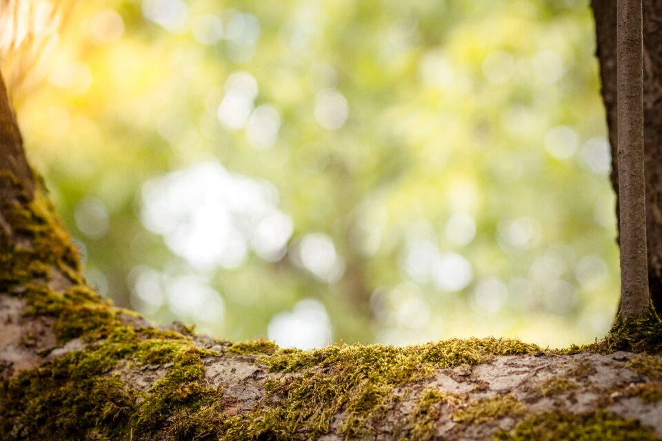 Tree jewelry nature pictures