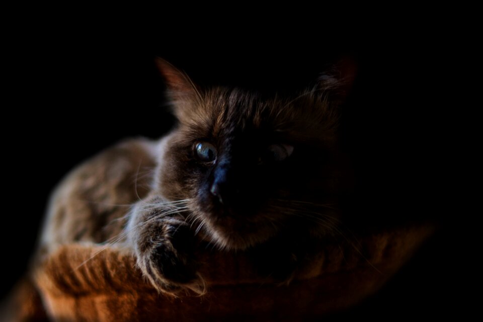 Portrait pet black cat