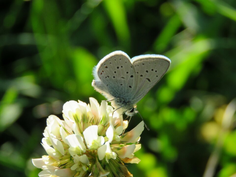 Butterfly moth insect