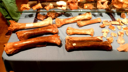 Fossilium 2012 07