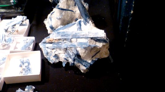 Fossilium 2012 05