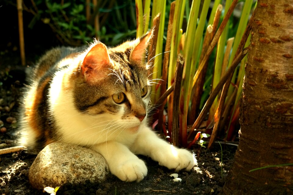 Young cat domestic cat mammal