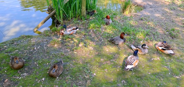 Fowl - Bentley Wildfowl and Motor Museum - Halland, East Sussex, England - DSC05868