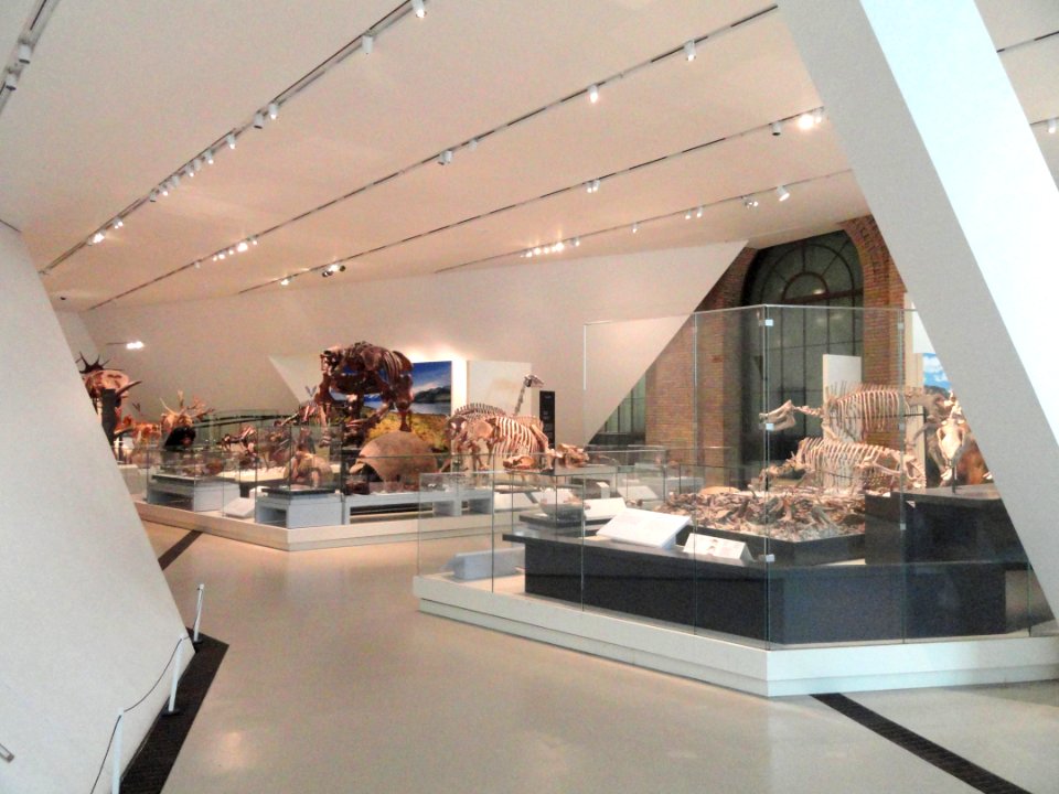 Fossil collections - Royal Ontario Museum - DSC00052