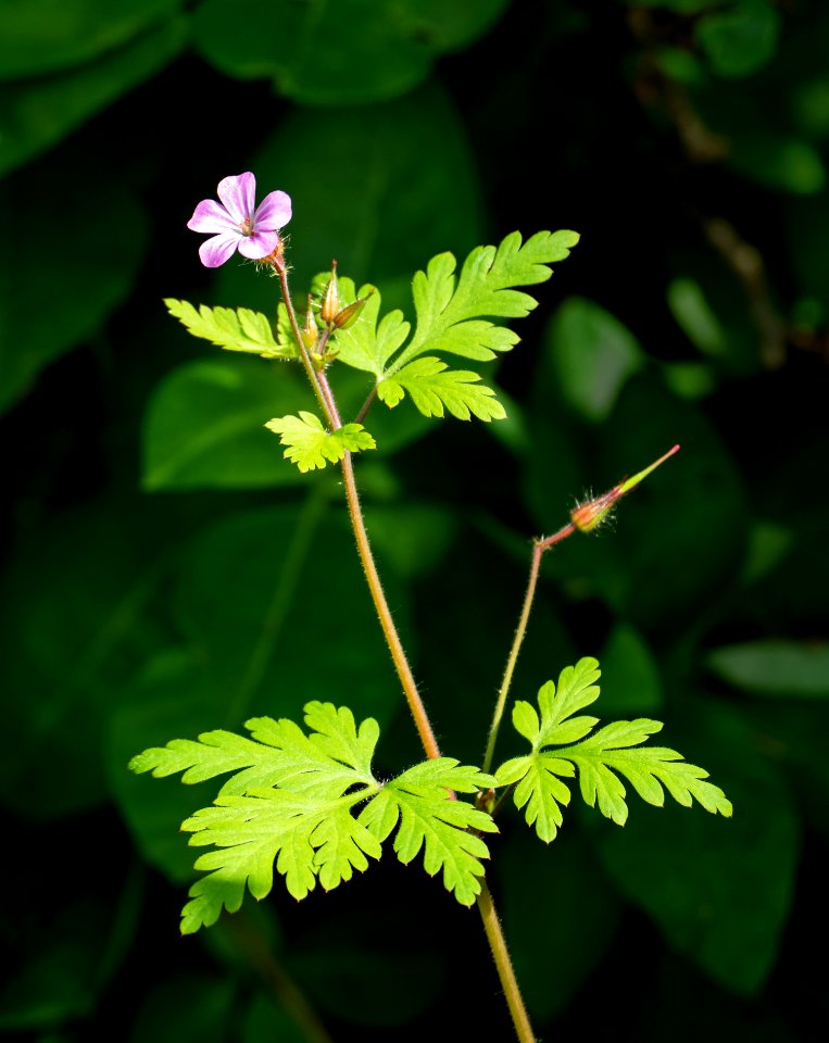 Fox geranium in Govik 2