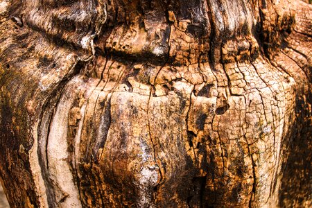Nature tree trunk texture photo