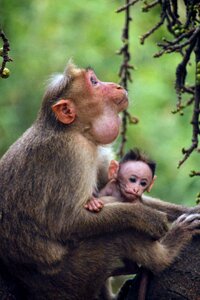 Animal nature wildlife