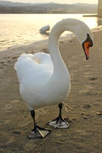 Wild animal white
