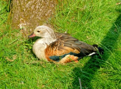Fowl - Bentley Wildfowl and Motor Museum - Halland, East Sussex, England - DSC05858