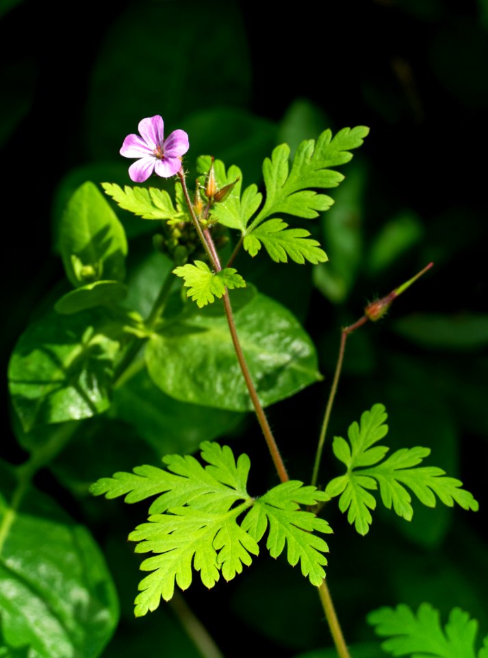 Fox geranium in Govik 1
